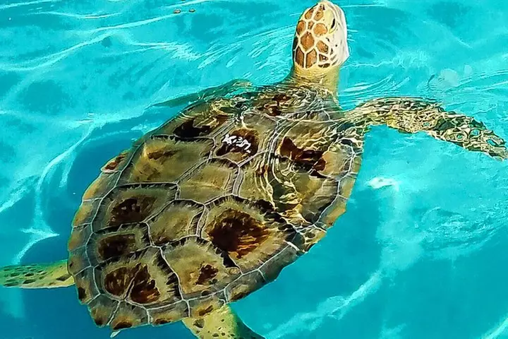 Turtle Hospital and Lower Florida Keys Day Trip from Key West - Primary Image