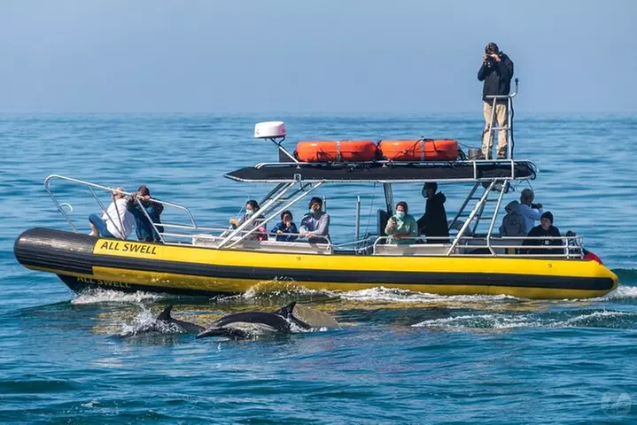 Up-Close Dolphin & Whale Watching Zodiac Adventure in Dana Point