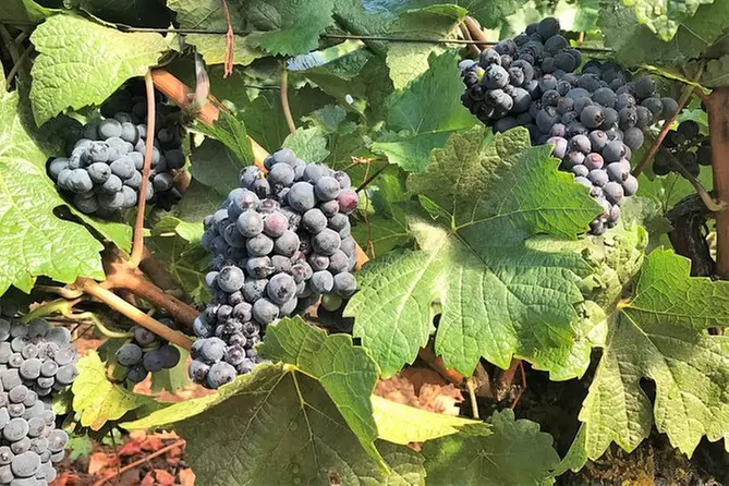 Small-Group Tour: Portland Highlights and Wine-Tasting Combo - Primary Image