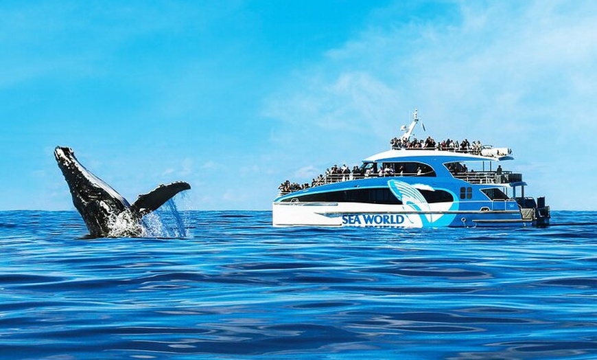 Image 4: Whale Watching by Sea World Cruises