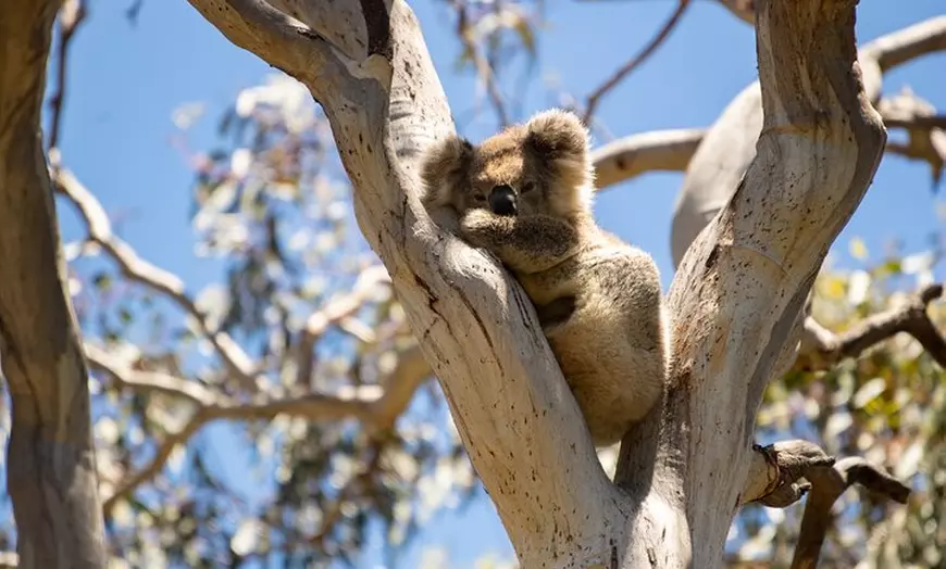 Image 5: Koala Walking Tour in Kangaroo Island