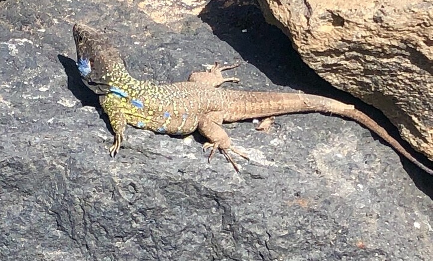 Image 16: Senderismo en el cañón de Cuevas Negras en Tenerife