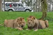 Private Full Day Tour to Longleat Safari Park and Historic Bath - Image 2