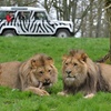 Image 2: Private Full Day Tour to Longleat Safari Park and Historic Bath