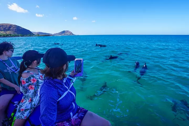Oahu Swimming with Dolphins Speedboat Adventure