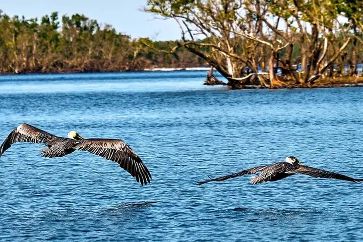 Everglades National Park Biologist Led Adventure: Cruise, Hike + Ai...