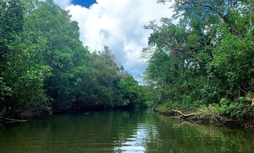 Image 9: Ultimate Daintree Rainforest Wildlife Experience Cruise