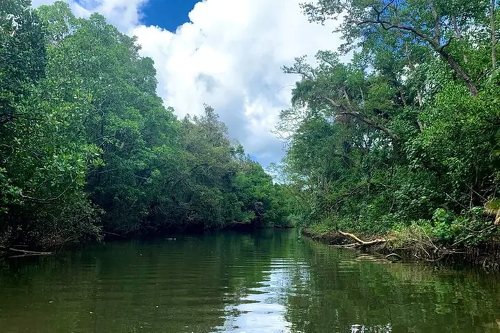 Ultimate Daintree Rainforest Wildlife Experience Cruise