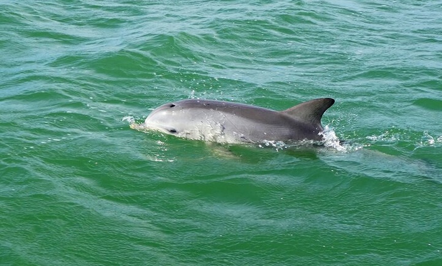 Image 6: 90 Minute Port River Dolphin & Ships Graveyard Cruise