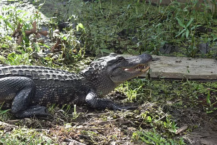 90-Minute Jean Lafitte Swamp and Bayou Tour with Transportation