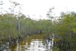 4-Hour Swamp Buggy Adventure Tour in Florida - Second Medium