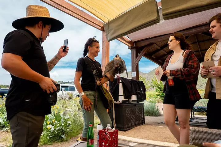 Experience Raptors and Falconry in Reno