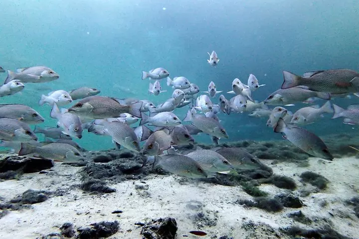 Private 'OG' Manatee Snorkel Tour with Guide for up to 10 people