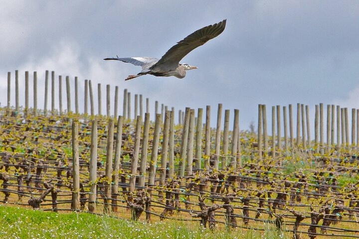 Small Group: Willamette Valley Wine Tour From Portland (Tasting Fee...