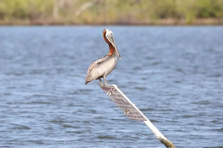 Wildlife Tour of Indian River Lagoon with Experienced Captain