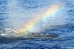 Waikoloa Whale Watch - Second Medium