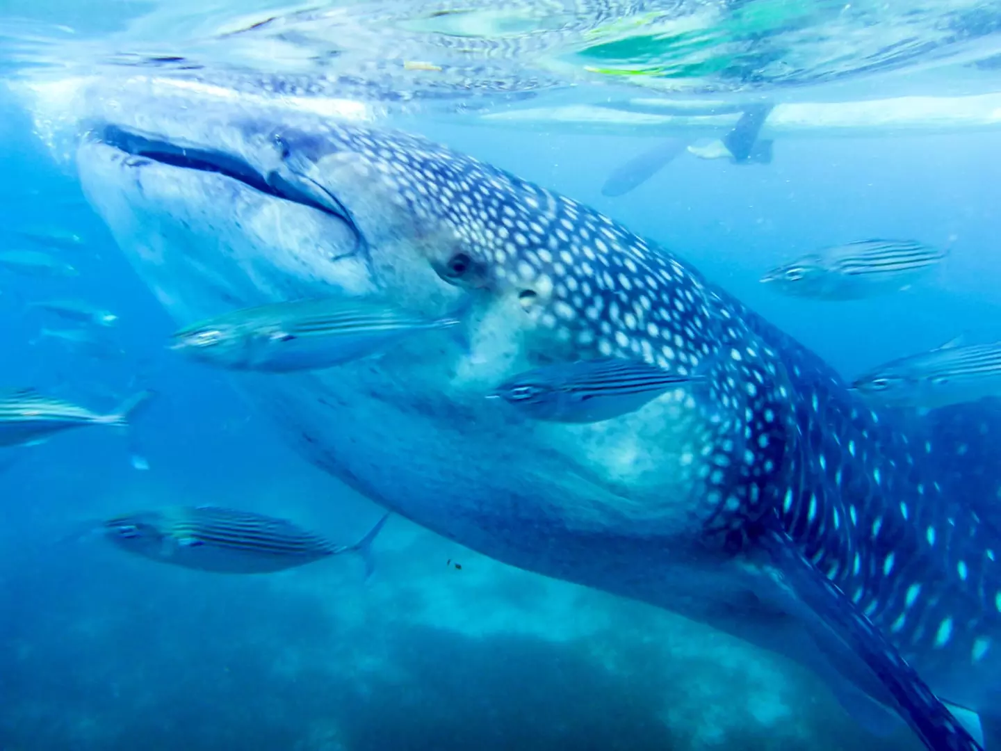 ✈ FILIPPINE | Cebu - Alla scoperta delle Filippine 4*, 7 notti - Tour