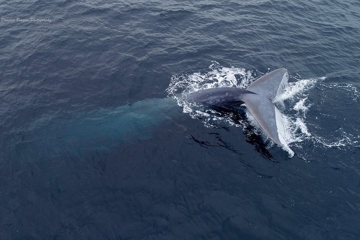 Dolphin and Whale Watching Sunset Cruise