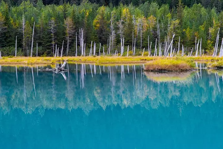 Glacier & Wildlife Discovery Tour