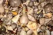 2.5 Hour Shell Key Island Adventure Including Dolphins And Shells - Second Medium