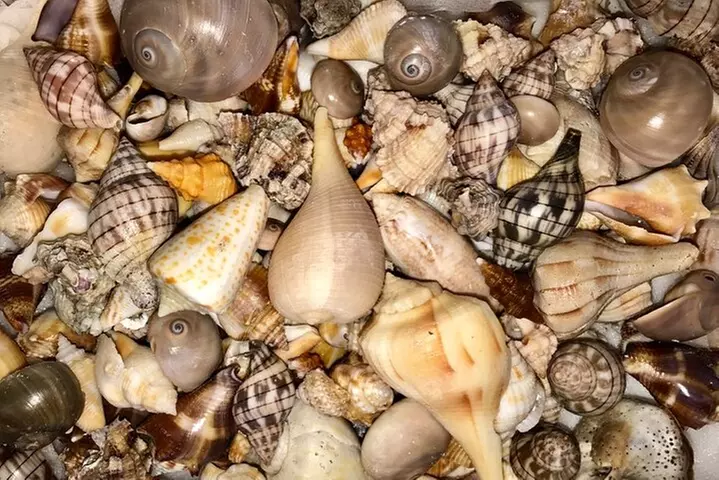 2.5 Hour Shell Key Island Adventure Including Dolphins And Shells