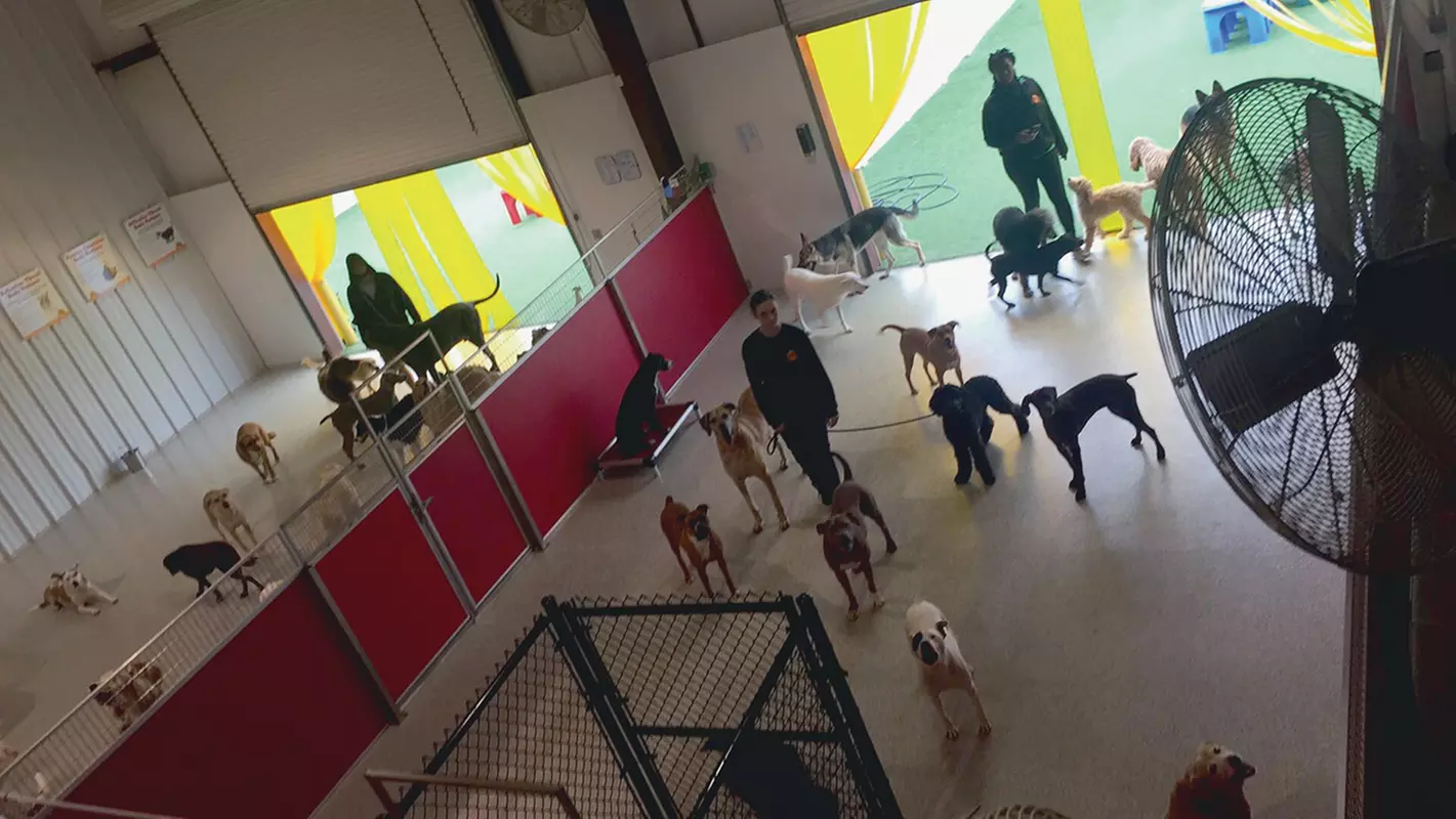 $20 For $40 Toward Boarding Or Daycare - Primary Image