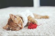 $49 for Up To 6 Rooms Of Carpet Cleaning (Reg. $150) - Second Medium