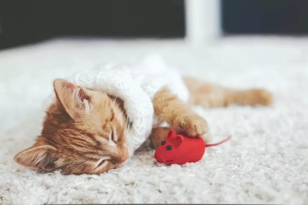 $49 for Up To 6 Rooms Of Carpet Cleaning (Reg. $150)