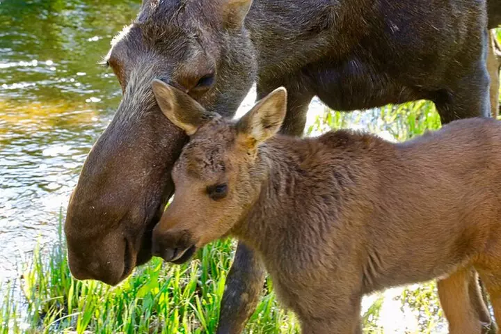 Half-Day Rocky Mountain National Park "Lake and Meadows Tour"