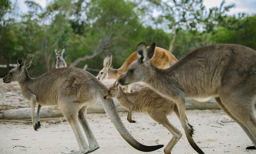 Image 1: Skip the Line:Australia Walkabout Wildlife Park Family Ticket(1 Adu...