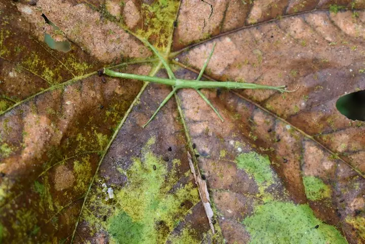 Day Trip to El Yunque Tropical Rainforest from San Juan