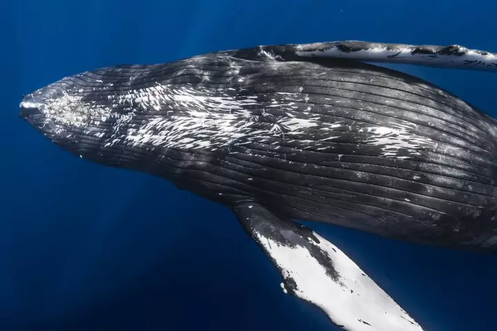 Small Group Whale Watching in Kona Hawaii - Primary Image