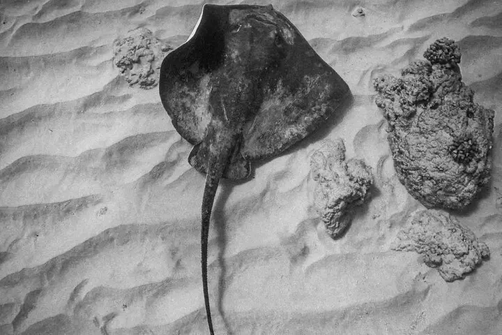 Moana's Waikīkī Grand Guided Turtle Snorkel & Sailing Adventure