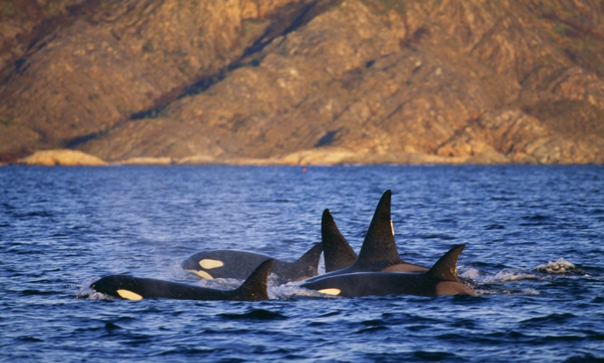 Image 5: ✈ NORVÈGE | De Oslo à Oslo - Lofoten Fjords et Safari Baleine - Cir...