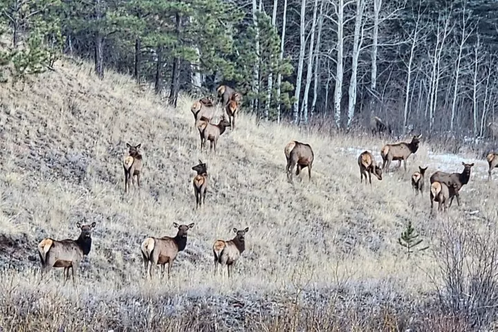 Woodland Park: 2 Hour Guided Wildlife Sunset UTV Tour - You Drive
