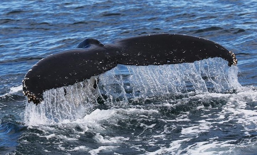 Image 7: Jervis Bay Whale Watching Tour