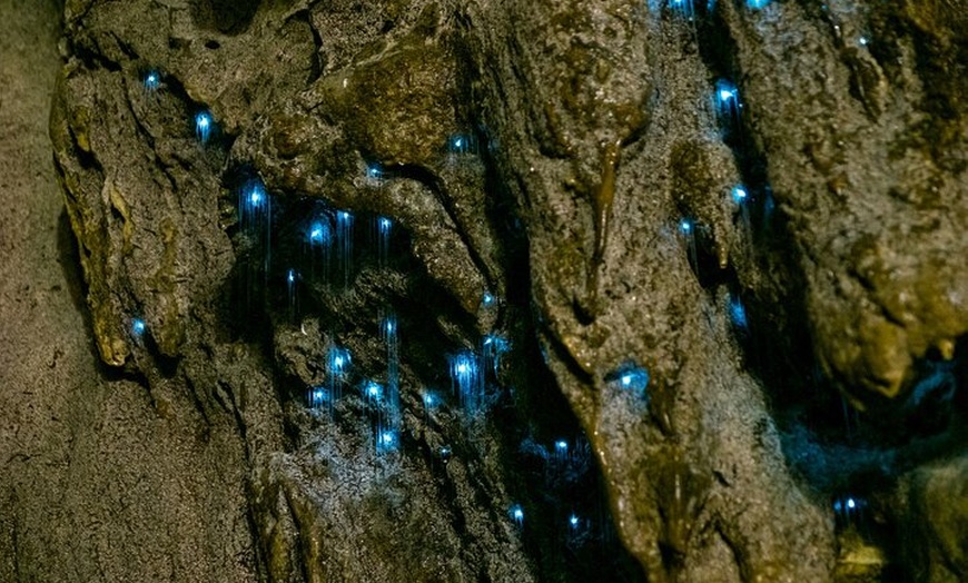 Image 4: Mt Tamborine And Glow Worm Day Tour