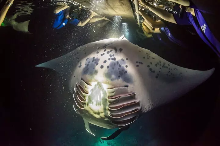 Manta Ray Night Snorkel Kona - Coral Reef Snorkel Adventures