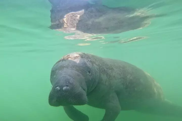 Lido Key Pedal Kayak Tour in Sarasota
