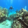 Image 13: VIP Beginner Diving Experience: MUSA Statues & Reef Adventure
