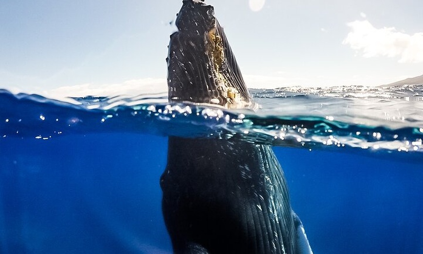 Image 11: Maui Eco-Raft Tour: Hawaiian Cultural Whale Tour (*New)