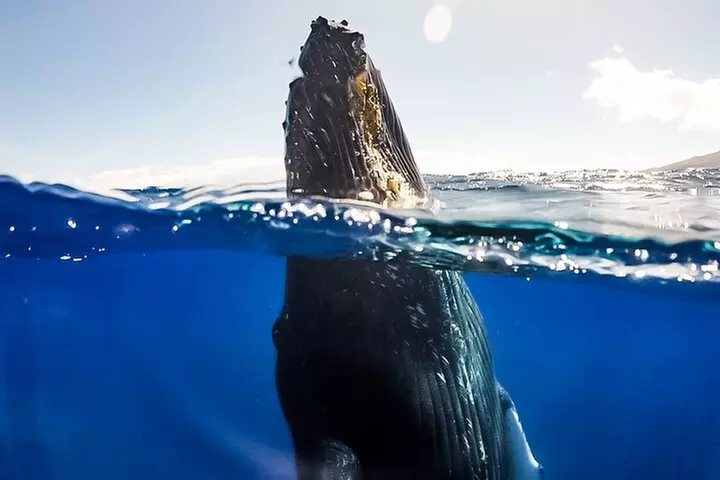 Eco-Raft Tour: Intro to Hawaiian History & Whale or Dolphin Watch