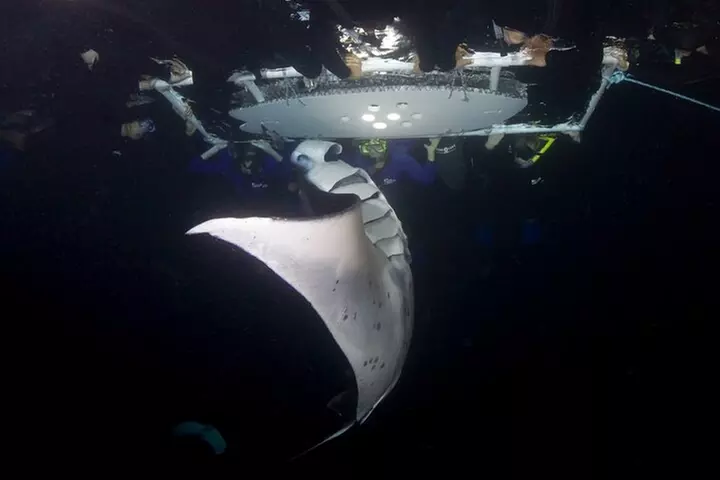 Sunset Manta Ray Tour in Kailua-Kona - Primary Image
