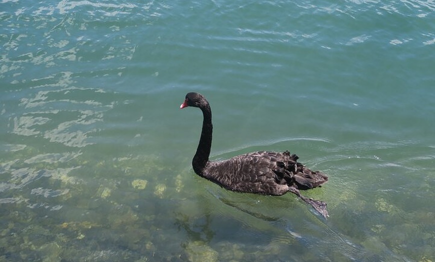 Image 9: Surfers Paradise Sightseeing Midday River Cruise