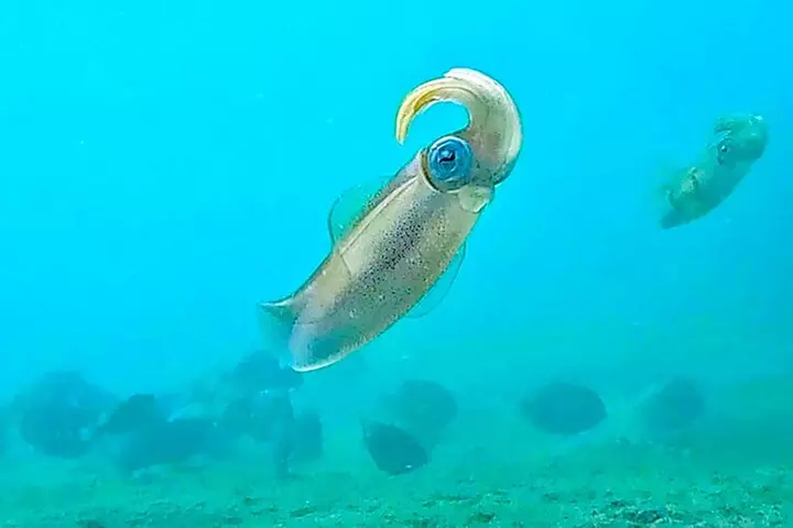 2 ½ - Hour Guided Snorkel Tour of Phil Foster park, Free Videos!