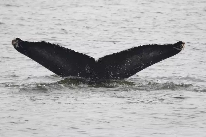 Whale and Dolphin Watching Cruise from Cape May