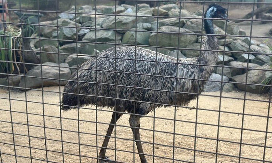 Image 23: PVT Guided Tour: Sydney Opera House and Featherdale Wildlife Park