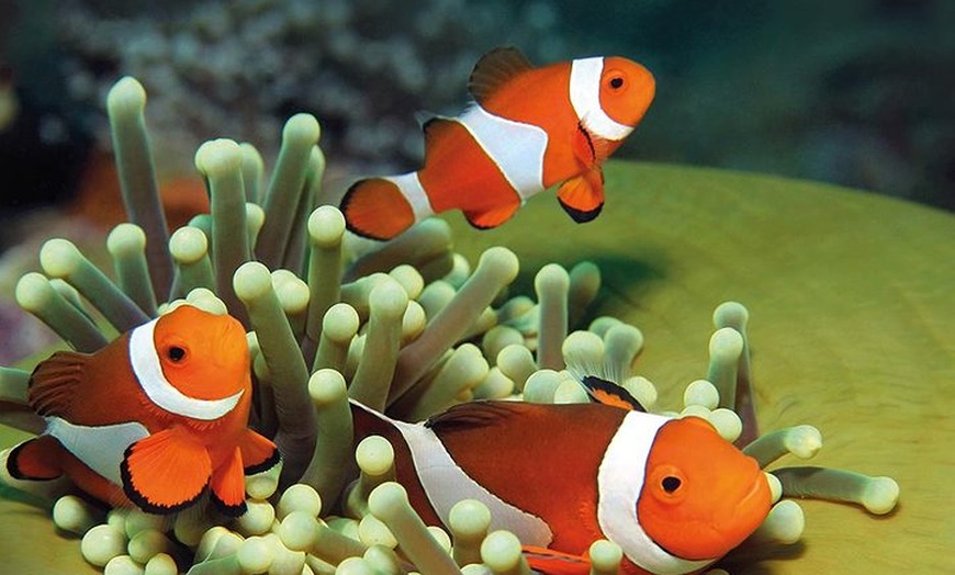 Image 8: Acuario de Palma con autobús de vuelta desde Port Alcudia