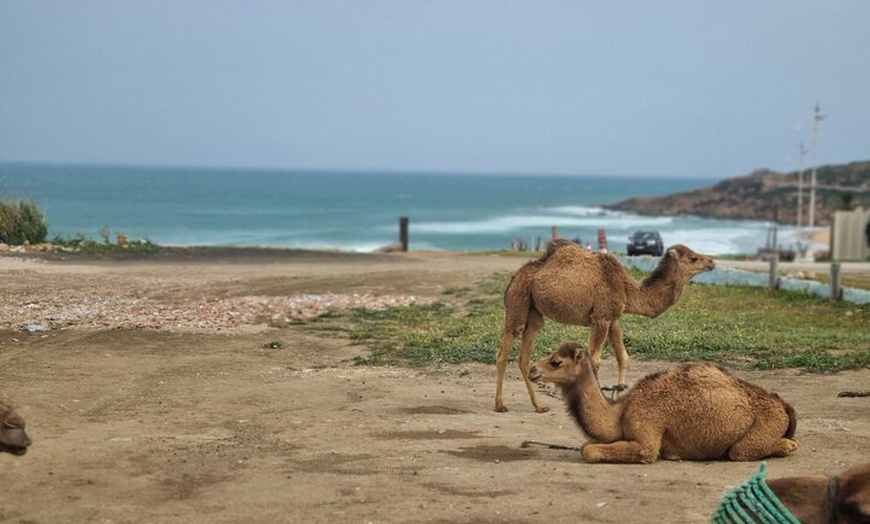 Image 7: Excursión de un día a Tánger desde la bahía de Cádiz con almuerzo i...