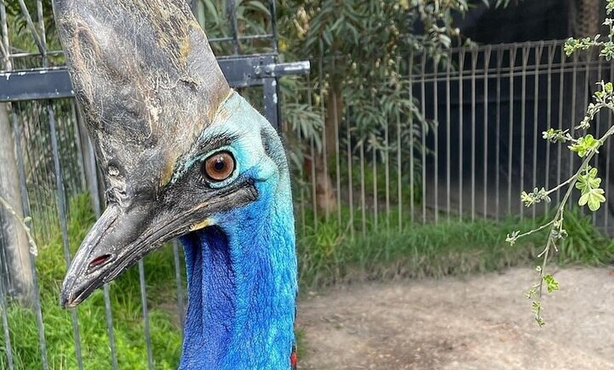 Image 5: Melbourne PRIVATE Penguin Tour Wildlife Tour-Gold Mines Town Tour